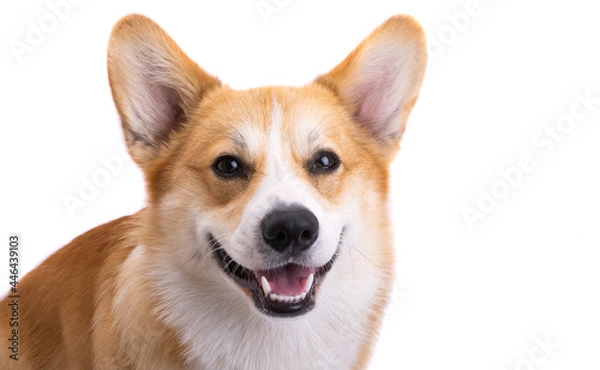 Obraz corgi portrait isolated