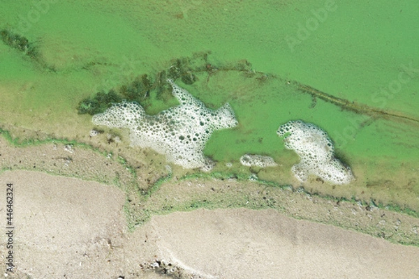 Obraz Sand and river water covered with duckweed and algae