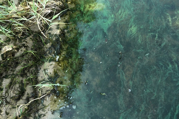 Obraz Sandy shore and water surface covered with algae