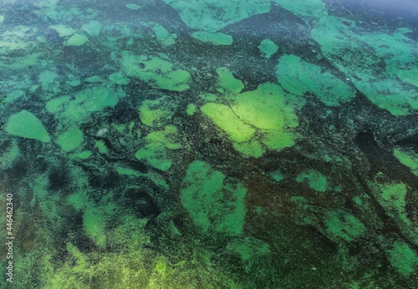 Obraz Fantastic background of river duckweed and seaweed