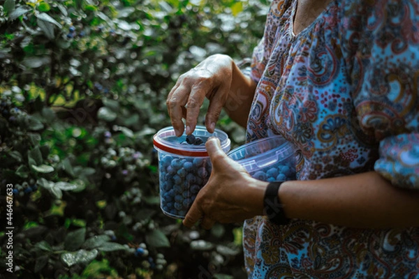 Obraz hand holding plastic bucket with blueberries while harvesting