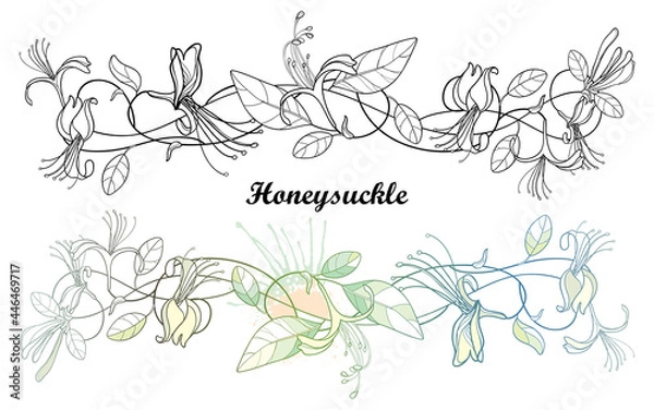 Fototapeta Bunch of outline Japanese Honeysuckle with flower, bud and leaf in black isolated on white background.