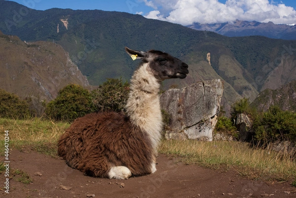 Obraz A llama in Machu Picchu