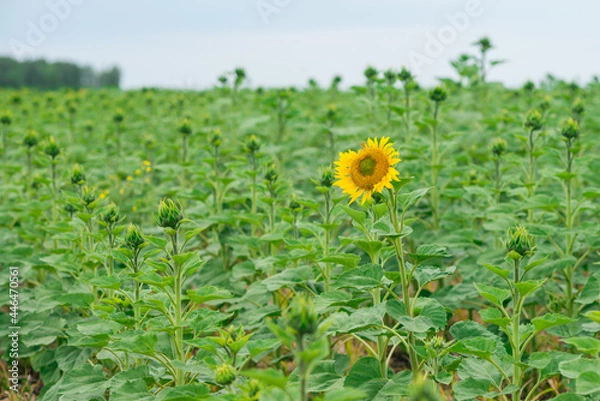 Fototapeta Sunflower on the field