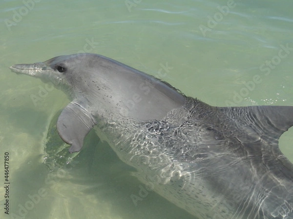 Obraz Close side view of a wild dolphin swimming in the turquoise green water. Gray dolphin, dorsal fin, head, beak, eyes, melon, flipper. White belly, dark freckles. Monkey Mia resort beach, Australia
