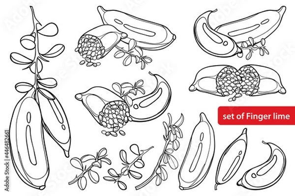 Fototapeta Ыet with outline Australian finger lime or caviar lime in black isolated on white background.