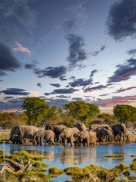 Fototapeta Large group of Elephants in Etosha park
