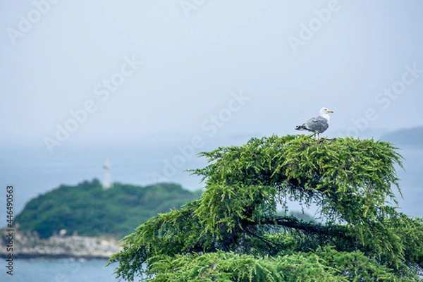 Fototapeta Möve im Nest
