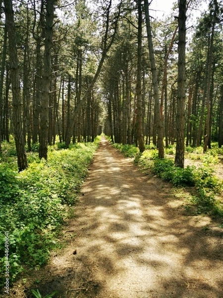Obraz path in the forest