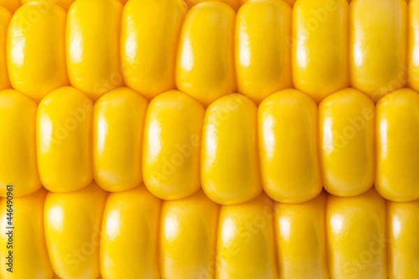Obraz corn texture background. Corn grains close up