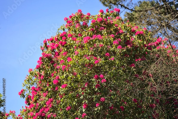 Fototapeta Beautiful view of spring pink wild rhododendron blooming flowering big tree with blue sky in Howth Rhododendron Gardens, Dublin, Ireland. Copy space. Soft and selective focus. Ireland wildflowers