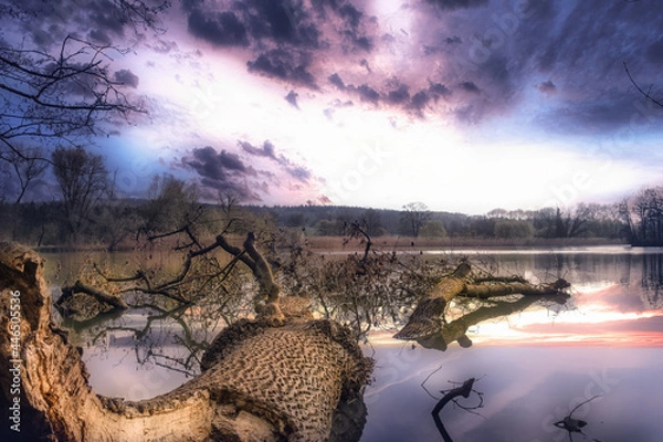Obraz Overturned tree trunk in an idyllic purple landscape atmosphere