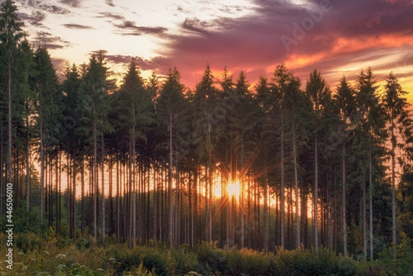 Obraz Sunset behind a row of trees in the middle of the forest with a colorful sky