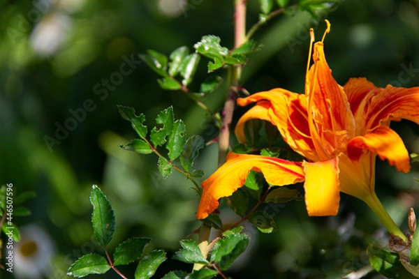 Obraz Beautiful big orange Lily macro.