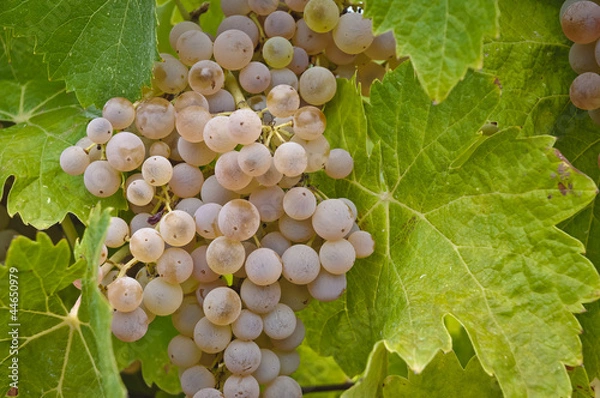 Obraz Uva bianca da vino - Malvasia- Trebbiano