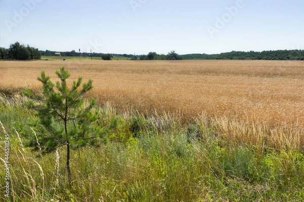 Fototapeta Wheat rye cereal field ready for harvest with strip of green grass and pine tree sapling