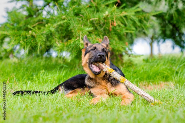 Obraz German shepherd puppy