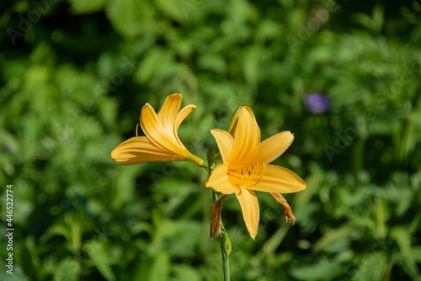 Fototapeta 初夏の野に咲く黄色い花
