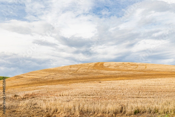 Fototapeta Rolling wheat fields in the Palouse hills.