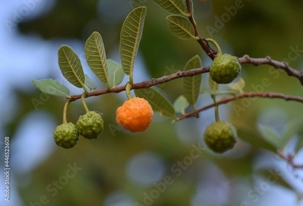 Obraz mama-cadela fruto do Cerrado