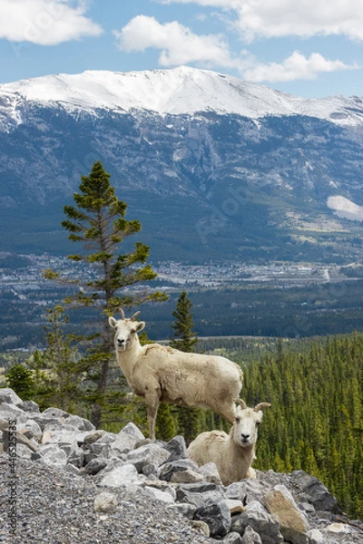 Fototapeta Two Mountain Goats on the rocks in Kananaskis Country mountains near Canmore, Alberta with trees and the town in the background