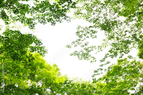 Fototapeta 新緑もみじ