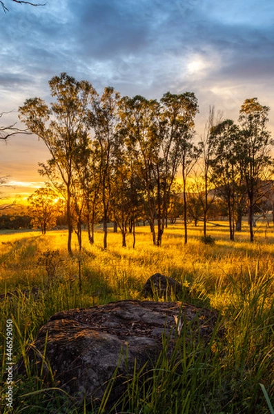 Obraz sunset in the forest