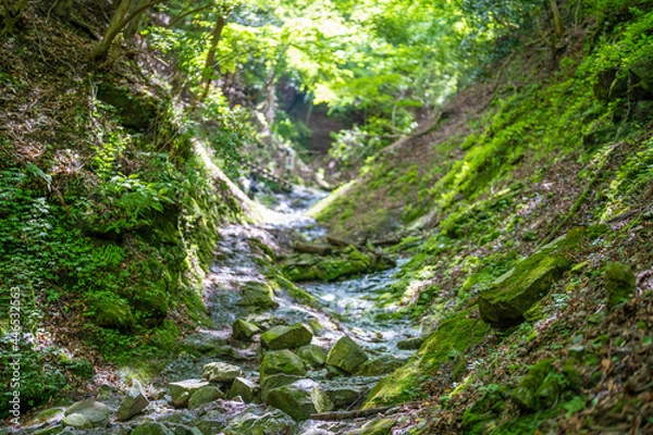 Fototapeta 檜洞丸の初夏の登山道の風景 Scenery of the Hinodomaru trail in early summer