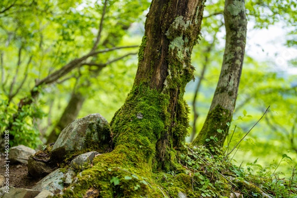 Fototapeta 檜洞丸の初夏の登山道の風景 Scenery of the Hinodomaru trail in early summer