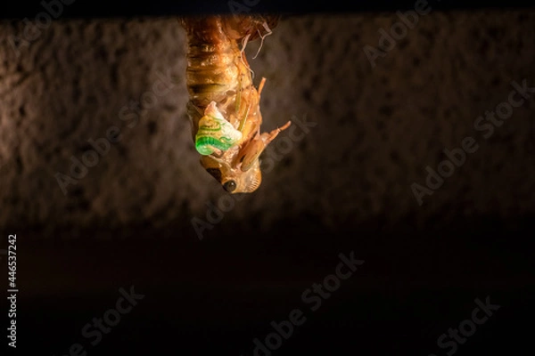 Obraz 逆さになって殻から抜け出すセミ