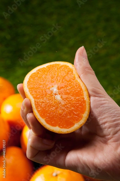 Fototapeta 제주도 천혜향