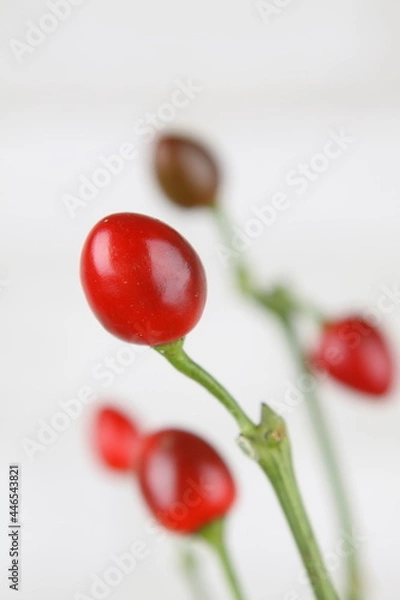 Obraz 식물과 유리화병