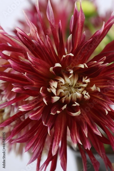 Obraz 어둠속에서 빛나는 꽃사진