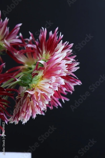 Obraz 어둠속에서 빛나는 꽃사진