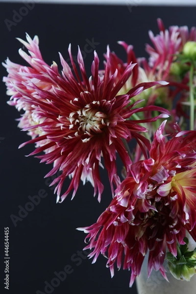 Obraz 어둠속에서 빛나는 꽃사진