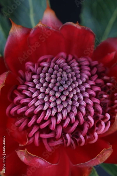 Obraz 어둠속에서 빛나는 꽃사진