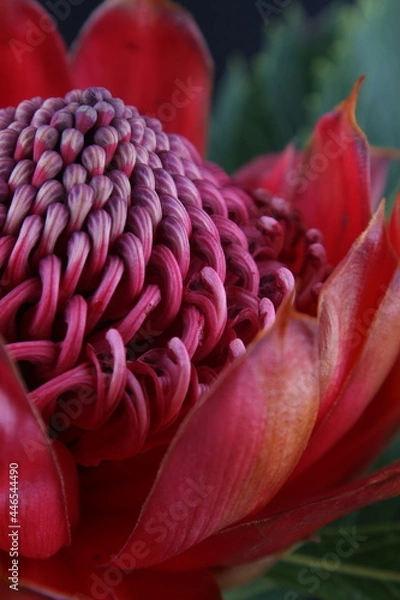 Obraz 어둠속에서 빛나는 꽃사진