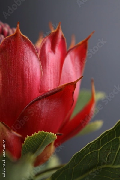 Obraz 어둠속에서 빛나는 꽃사진