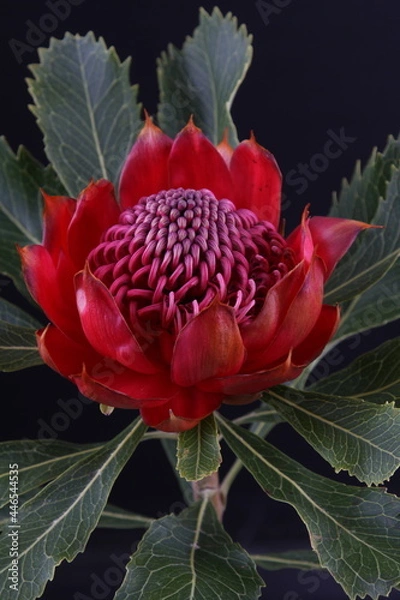 Obraz 어둠속에서 빛나는 꽃사진