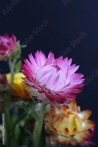 Obraz 어둠속에서 빛나는 꽃사진