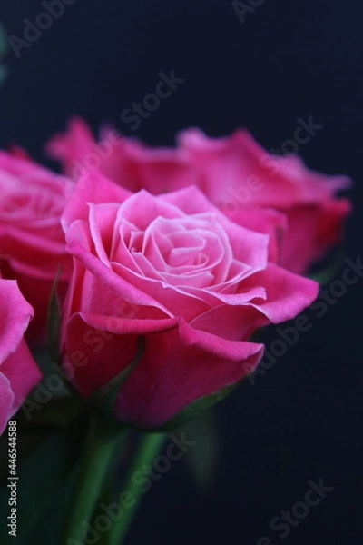 Obraz 어둠속에서 빛나는 꽃사진