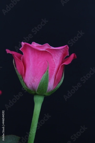 Obraz 어둠속에서 빛나는 꽃사진