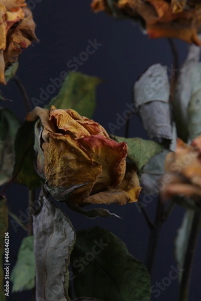 Obraz 드라이플라워 장미