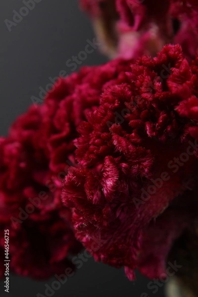 Obraz 맨드라미 꽃사진