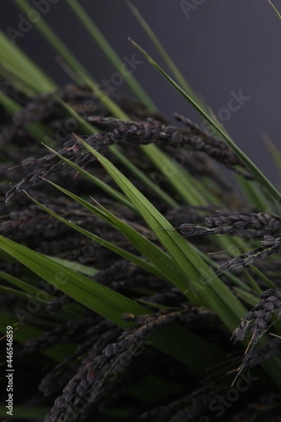 Obraz 흑미 검은쌀