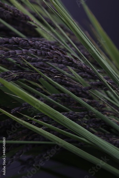 Obraz 흑미 검은쌀