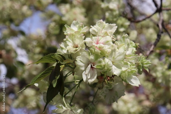 Obraz 八重桜の御衣黄
