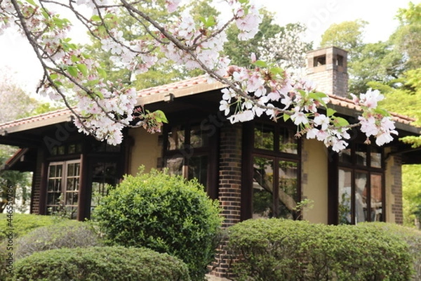 Fototapeta 晩香ろうと桜