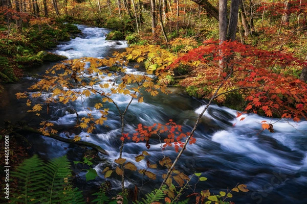 Obraz 紅葉の奥入瀬渓流