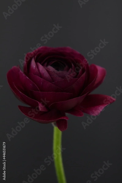 Obraz 라넌큘러스 꽃사진